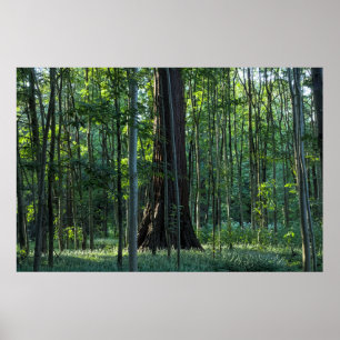 Póster Abedules y hayas con árbol de secuoya