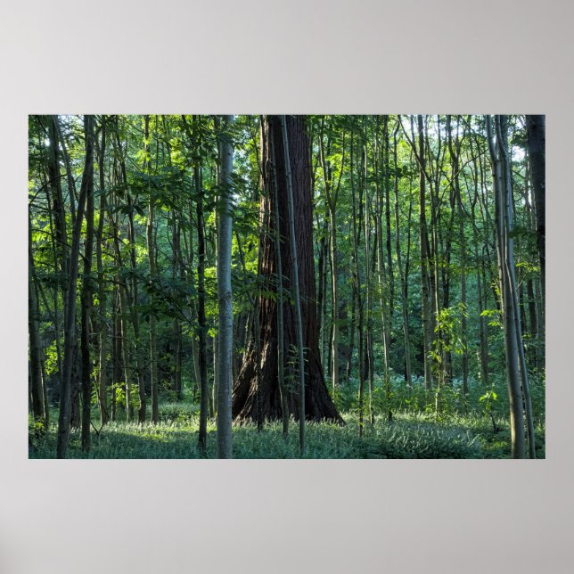 Póster Abedules y hayas con árbol de secuoya (Frente)