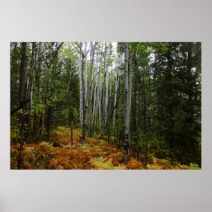 Póster Abedules y Helechos de Otoño en Rocky Mountain