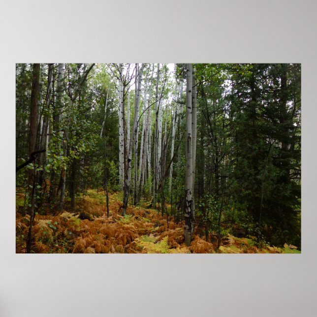 Póster Abedules y Helechos de Otoño en Rocky Mountain (Frente)