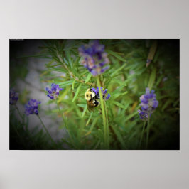 Póster Abeja,