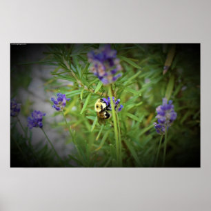 Póster Abeja,