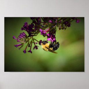 Póster Abeja,