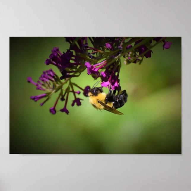 Póster Abeja, (Frente)