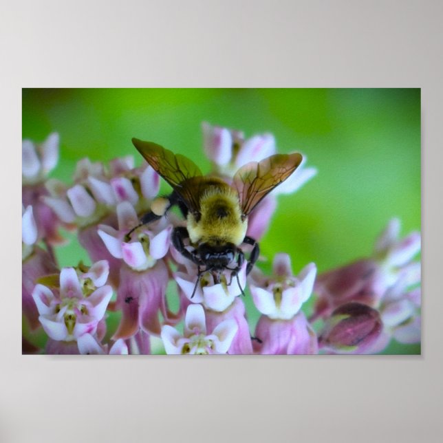 Póster Abeja, (Frente)