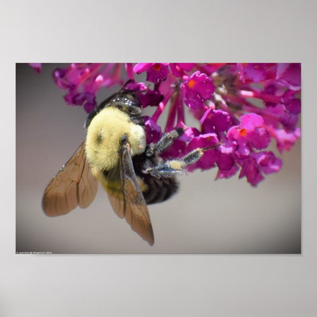 Póster Abeja, (Frente)