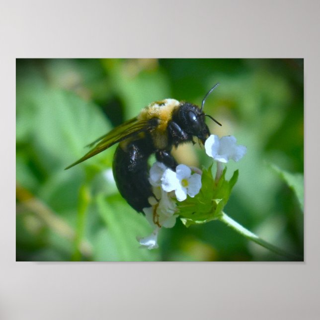 Póster Abeja, (Frente)