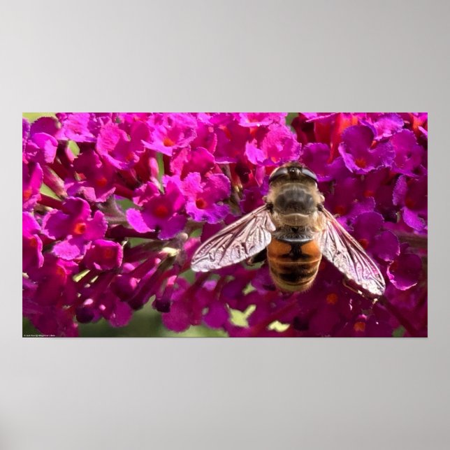 Póster Abeja, (Frente)