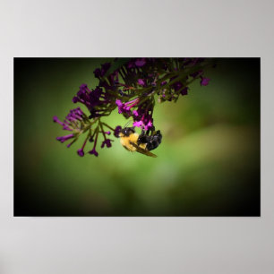 Póster Abeja,