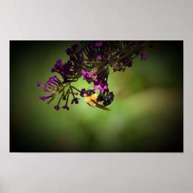 Póster Abeja, (Frente)