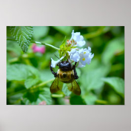 Póster Abeja,