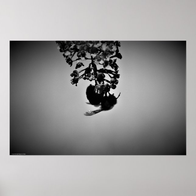 Póster Abeja, (Frente)