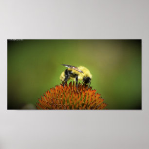 Póster Abeja,