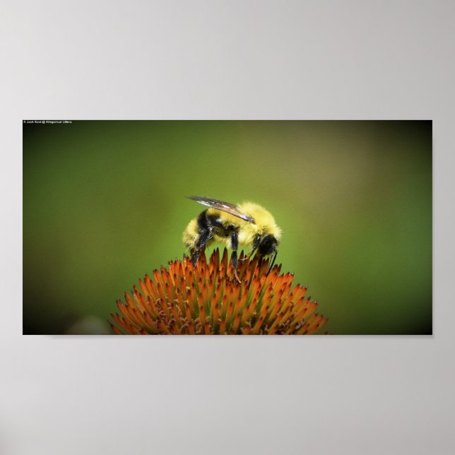 Póster Abeja, (Frente)