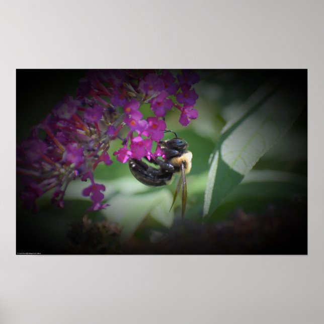 Póster Abeja, (Frente)