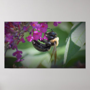 Póster Abeja,