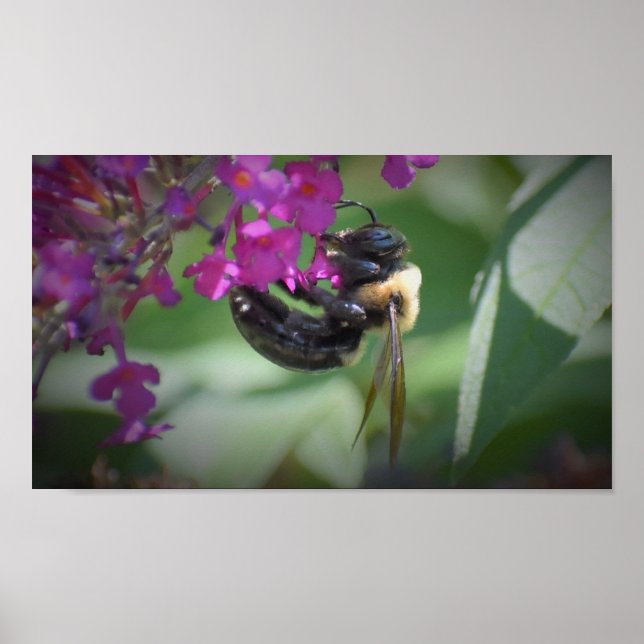 Póster Abeja, (Frente)