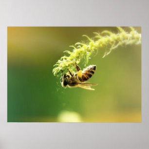 Póster Abeja
