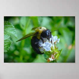 Póster Abeja,
