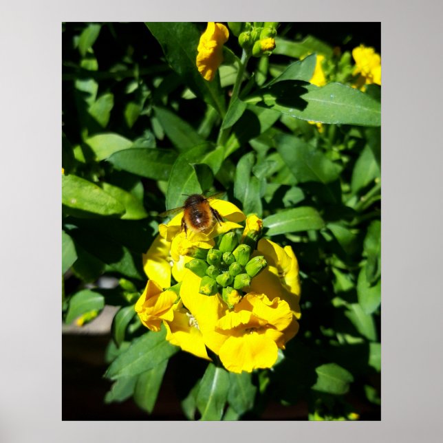 Póster Abeja a las flores amarillas (Frente)