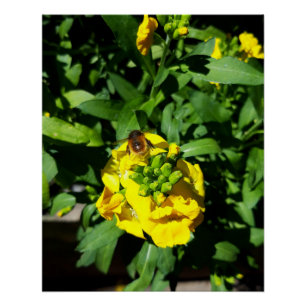 Póster Abeja a las flores amarillas