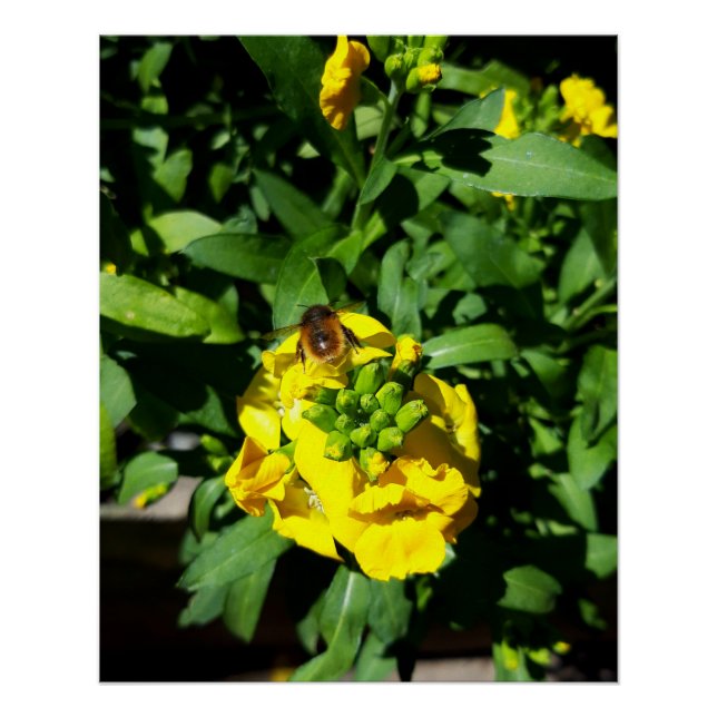 Póster Abeja a las flores amarillas (Anverso)