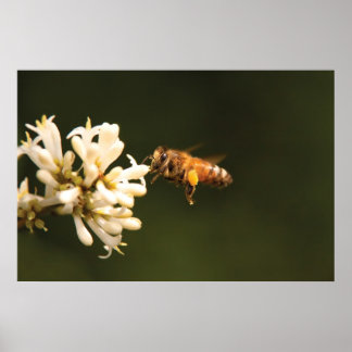 Póster Abeja - Cariño, estoy en casa