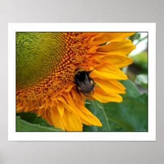 Póster Abeja con girasol I