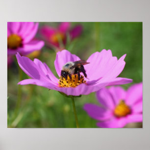 Póster Abeja De Bumble En Flor Cosmos Rosa
