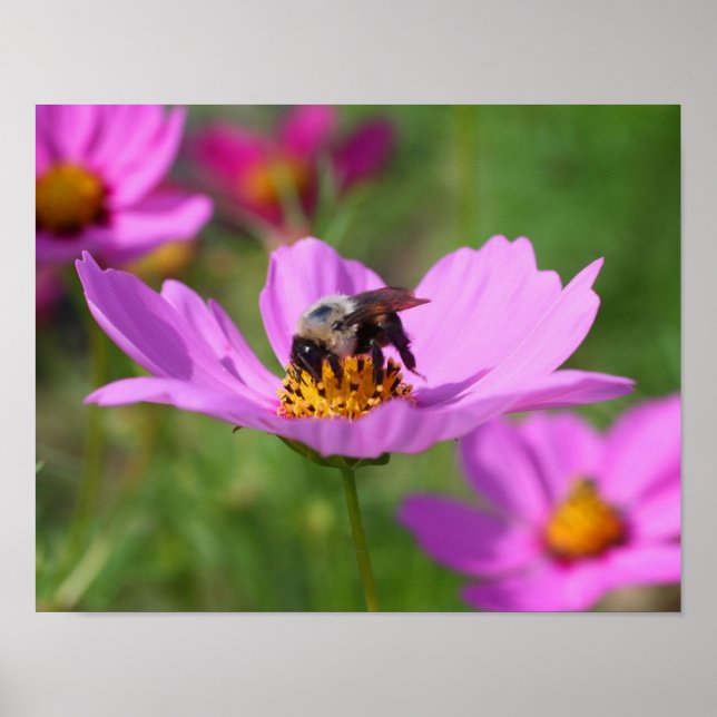 Póster Abeja De Bumble En Flor Cosmos Rosa (Frente)