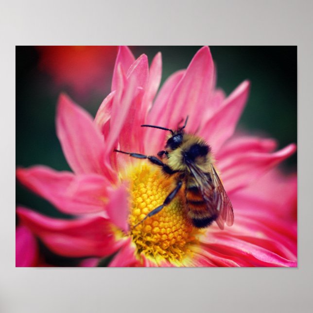 Póster Abeja De Bumble En Flor De Daisy Rosa Se Acercan (Frente)