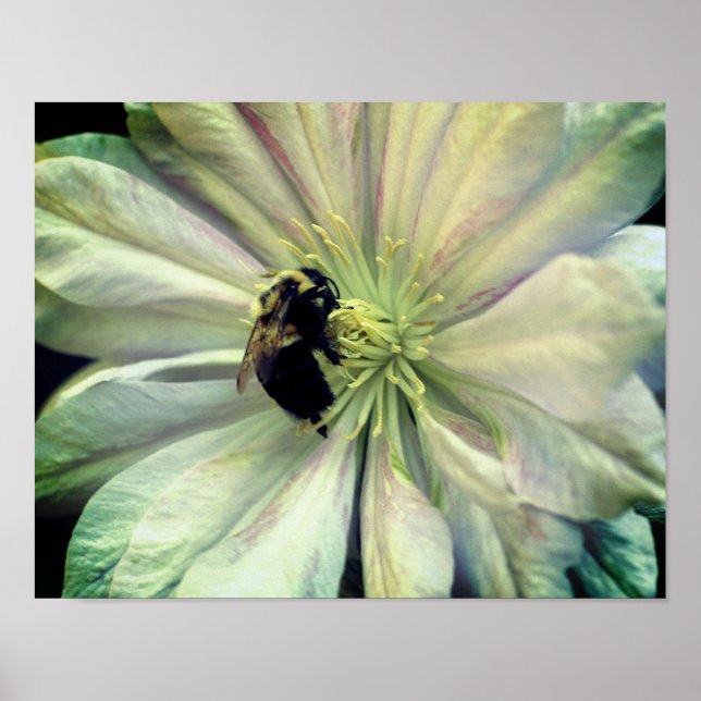 Póster Abeja De Bumble Sobre Flor Blanca Clematis (Frente)