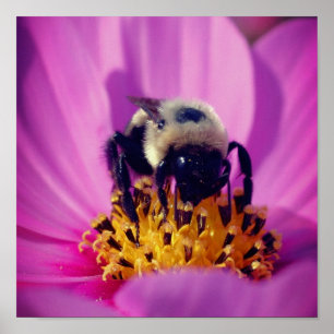 Póster Abeja De Burbuja En Flor Cosmos