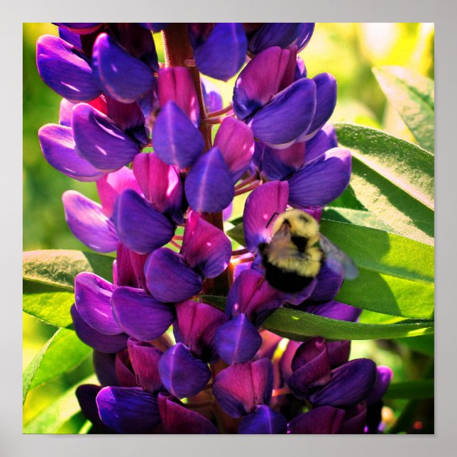 Póster Abeja De Burbujas En Flor De Lupine Silvestre Se A (Frente)