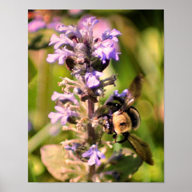 Póster Abeja de burbujas en la flor morada cerca (Frente)