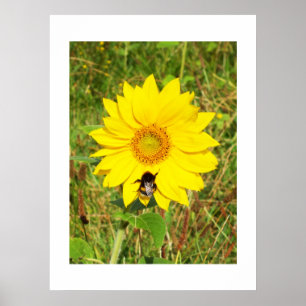 Póster Abeja de burbujas en un girasol