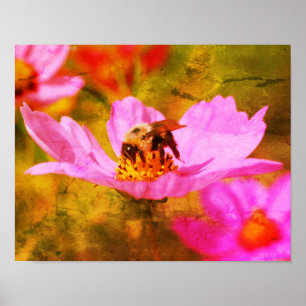 Póster Abeja de burbujas sobre la flor de cosmos rosados 