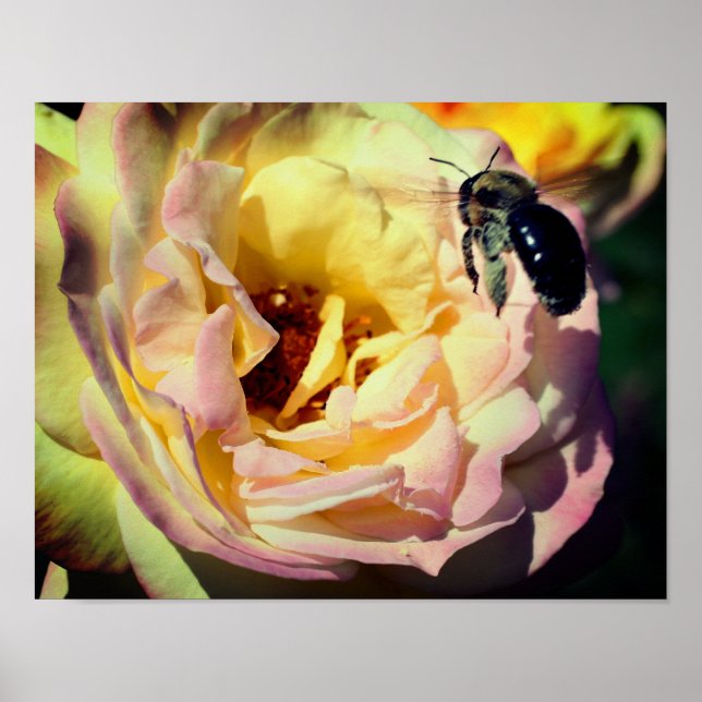 Póster Abeja de burbujas volando a rosa se levanta el cie (Frente)