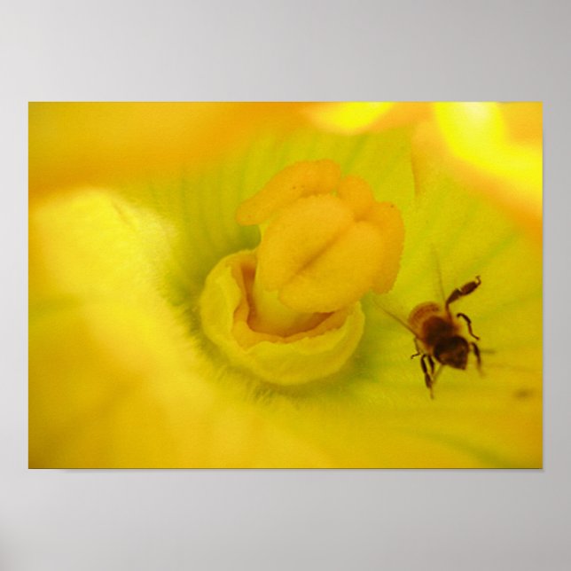 Póster Abeja de la flor zucchini amarilla pequeña (Frente)