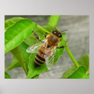 Póster Abeja de la miel