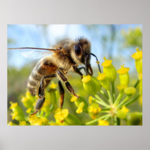 Póster Abeja de miel alimentada con flores