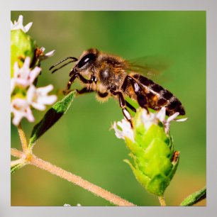 Póster Abeja de miel en acción