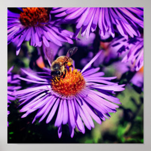 Póster Abeja De Miel En Flor De Aster Púrpura