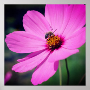 Póster Abeja De Miel En La Flor De Cosmos Rosa