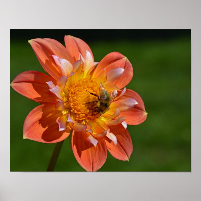 Póster Abeja de miel en la naranja dahlia (Frente)