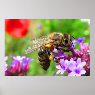 Póster abeja de miel en Verbena