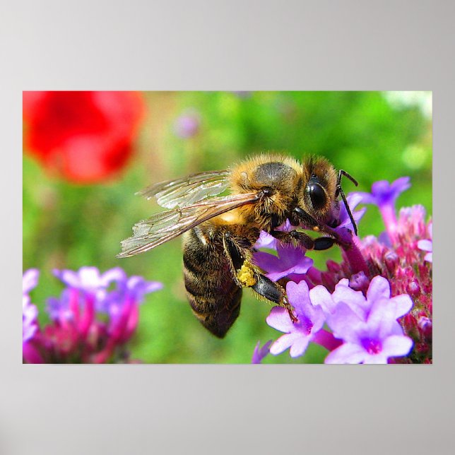 Póster abeja de miel en Verbena (Frente)