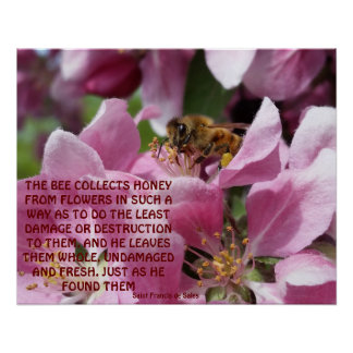 Póster Abeja de miel sobre la flor de manzana con cotizac