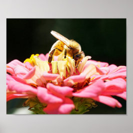 Póster Abeja de miel sobre la flor rosa de Zinnia
