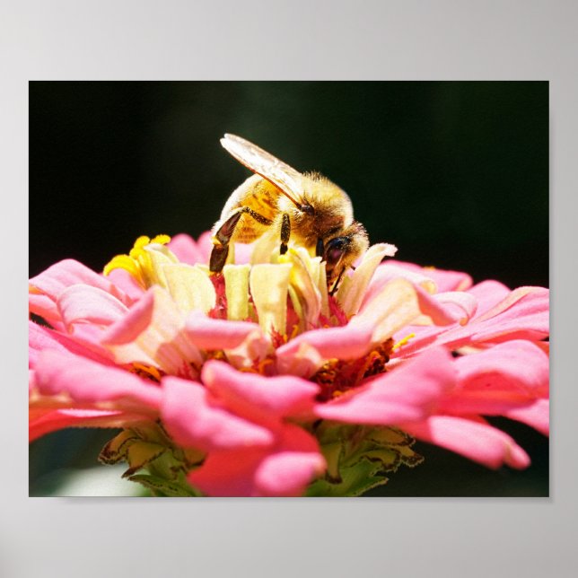 Póster Abeja de miel sobre la flor rosa de Zinnia (Frente)